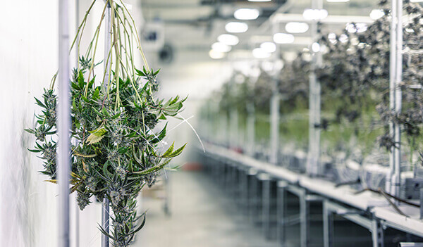 Secure Your Cannabis Operations with Our Custom-Tailored Insurance